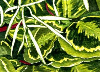"Leafy Greens" by Sherry Ackerman, Cottage Grove WI - Watercolor